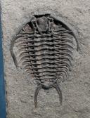 Ceraurus globulatus <mark class="comcode_highlight">trilobite</mark> as viewed from below. Robert Sensenstein collection.