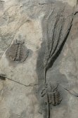 Ectenocrinus is the cinoid,&nbsp;<mark class="comcode_highlight">Ceraurus</mark> are the trilobites.