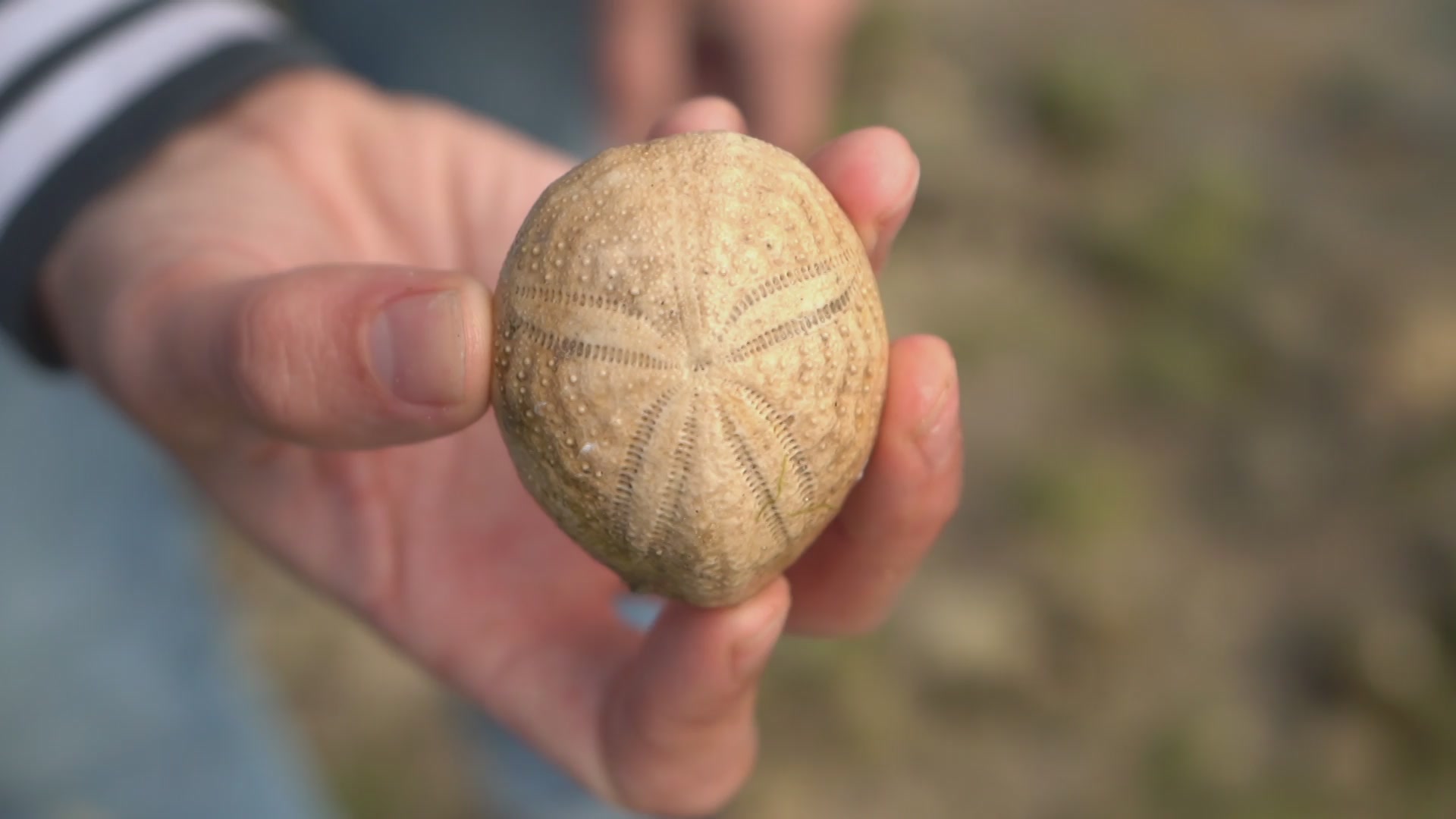 Video 1 - Eocene Echinoid Exploration